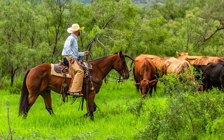 man on horse in the woods